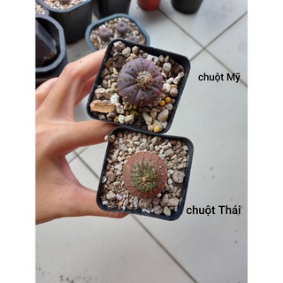 Xương rồng Chuột Thái (frailea cactus)