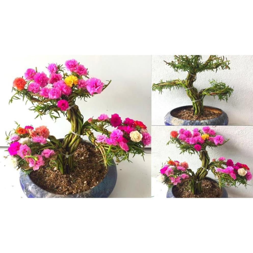 Gói 300 hạt giống hoa mười giờ trồng kiểu bonsai, tặng kích mầm