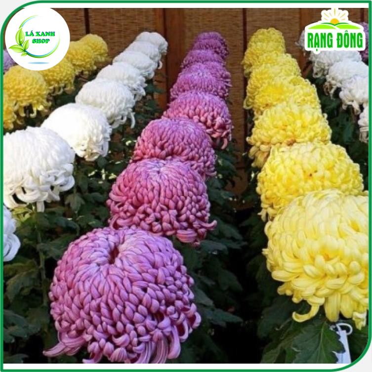 Hạt Giống Hoa Cúc Đại Đóa Nhiều Màu Dễ Trồng, Hoa To, Thân Cao (0,1 gram) - Hạt giống Rạng Đông