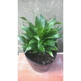 Cây phát tài nhật