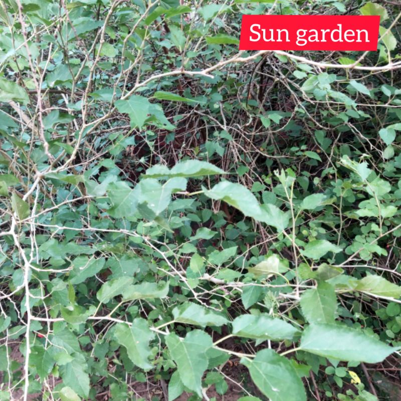 Nhánh cây dâu tằm phơi khô