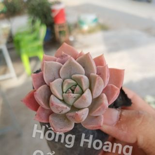 Sen đá Hồng Hoang