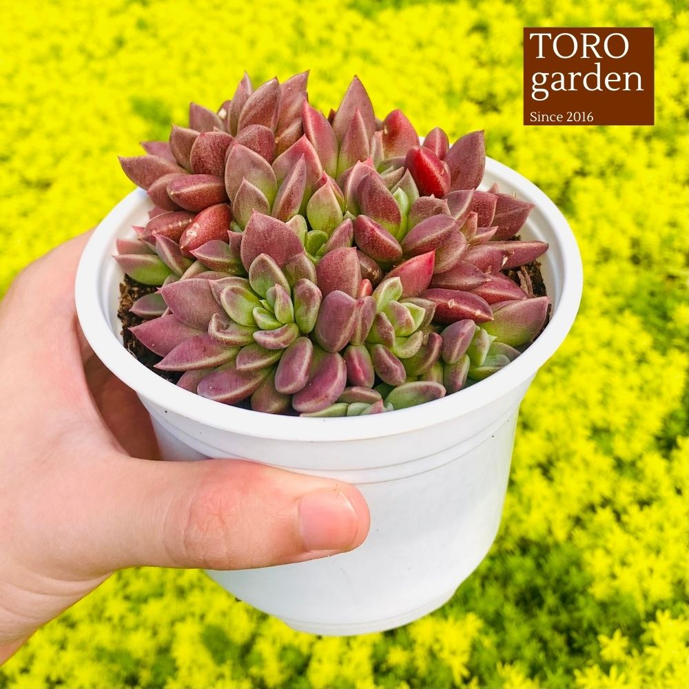 Sen đá mặt trăng Đà Lạt size trung bình cây cảnh trang trí nhà cửa Toro garden