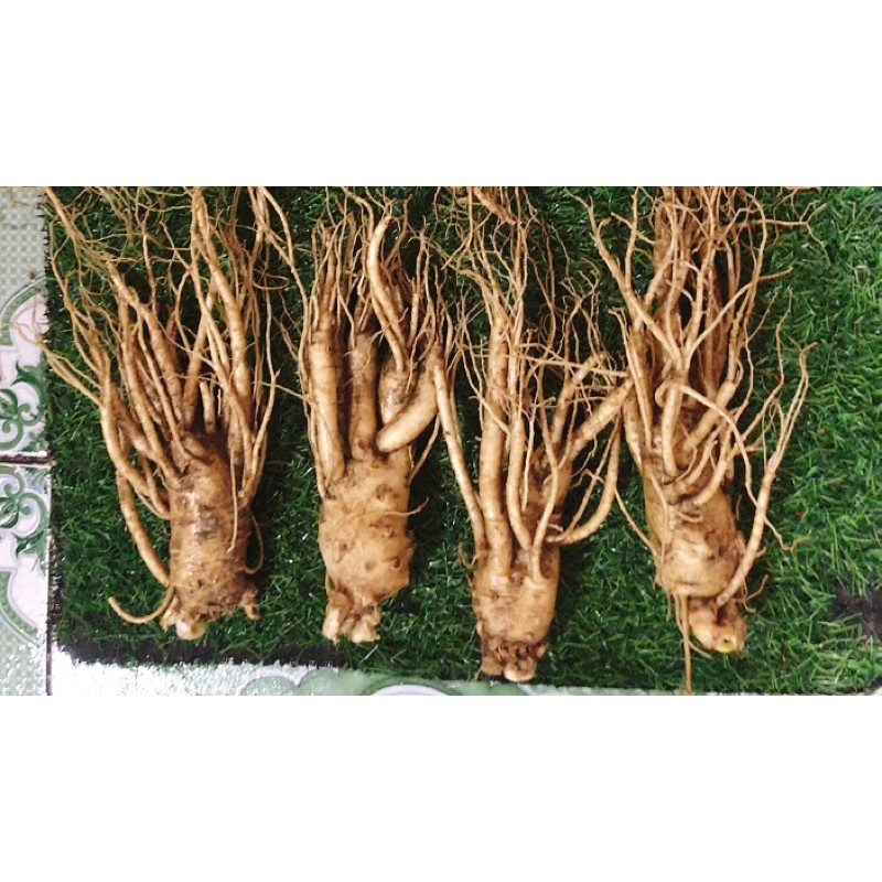 Sâm tươi Hàn Quốc 250k/1 củ size 8 củ 1kg