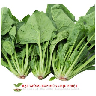 GÓI 100 HẠT GIỐNG CẢI BÓ XÔI 10g Hạt Giống Cải Bó Xôi - Chịu Nhiệt, Dễ Trồng (Spinacia oleracea) Rau Chân Vịt