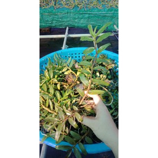 Lan phi điệp giống