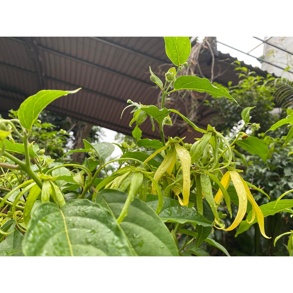 Hoa lan công chúa cây thuần chậu với hương thơm ngọt ngào dễ chịu ảnh thật cây số 4