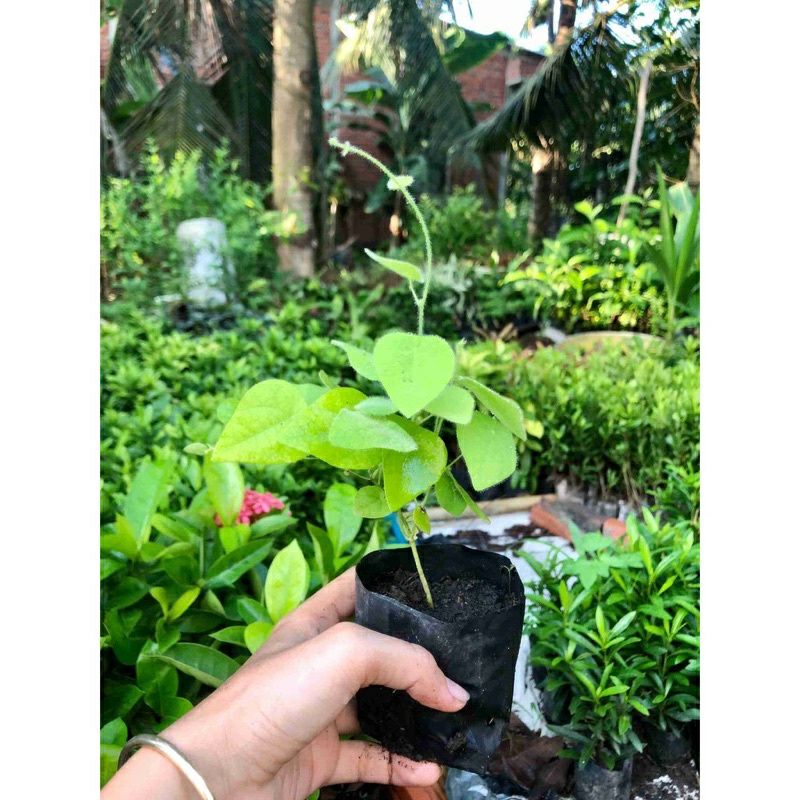 ♤♤ Cây Sương sâm lông