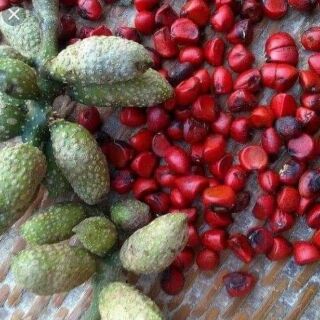 12 Hạt dổi