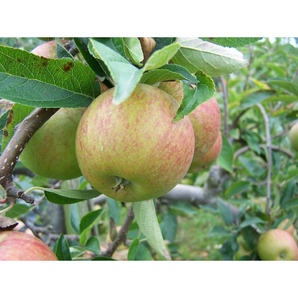 Cây giống táo đỏ, táo tây, cây bôm - Pomme - Trang Flower