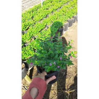 Cây cẩm tú mai