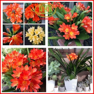 Lan quân tử để bàn cây phong thủy cho người tuổi Mùi mang đến sự thịnh vượng lâu dài để bàn làm việc