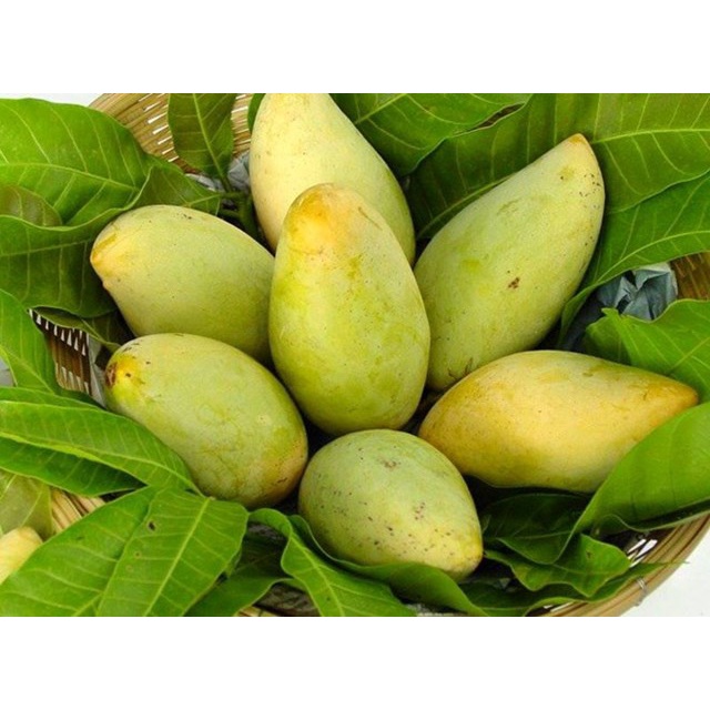 Xoài Thái- Quả To Thơm Ngon giao Hỏa Tốc