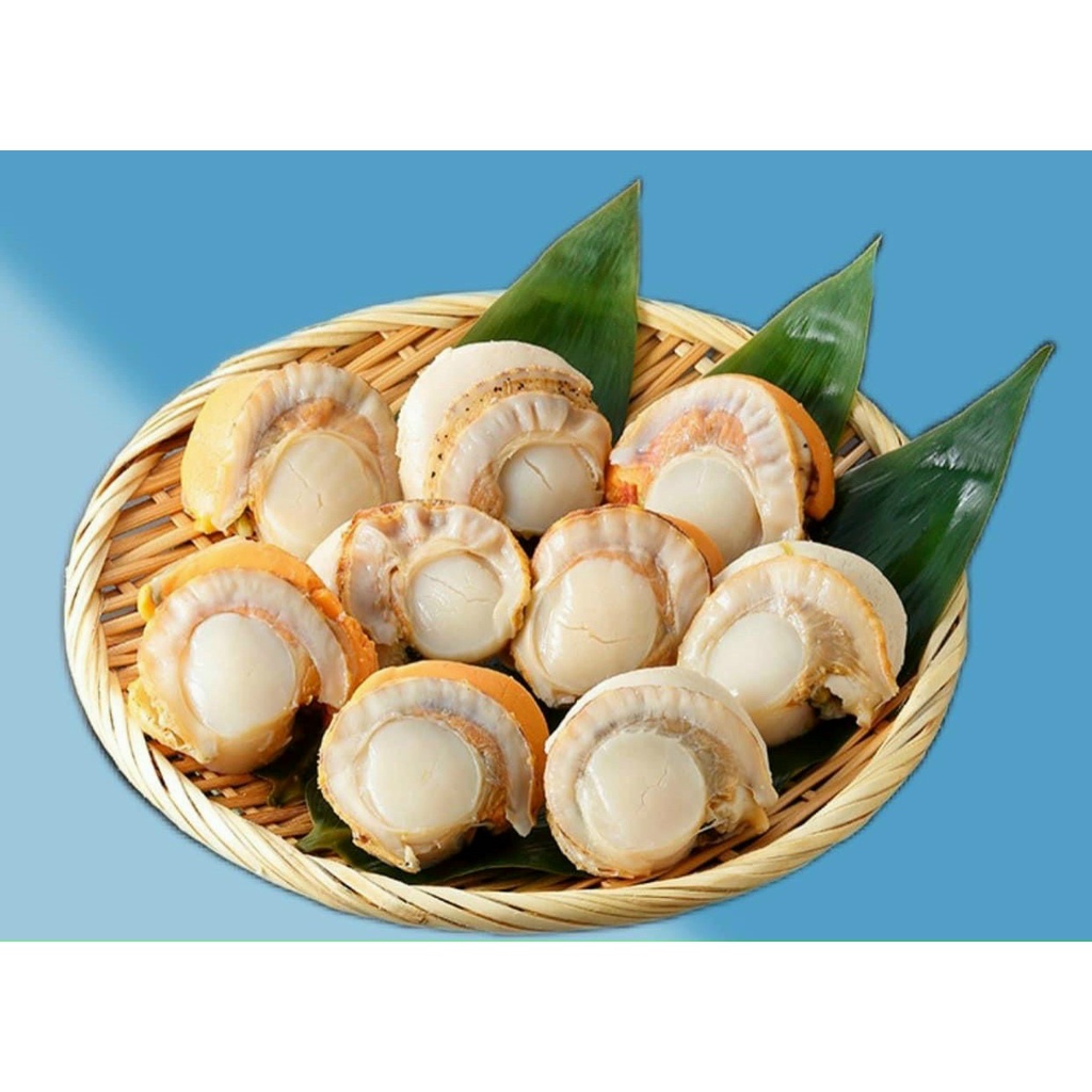 CÒI SÒ ĐIỆP HẤP NHẬP KHẨU - SIÊU NGỌT - SIÊU NGON - GIÁ RẺ NHẤT TPHCM