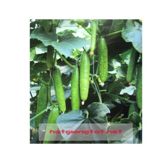 Hạt giống dưa chuột