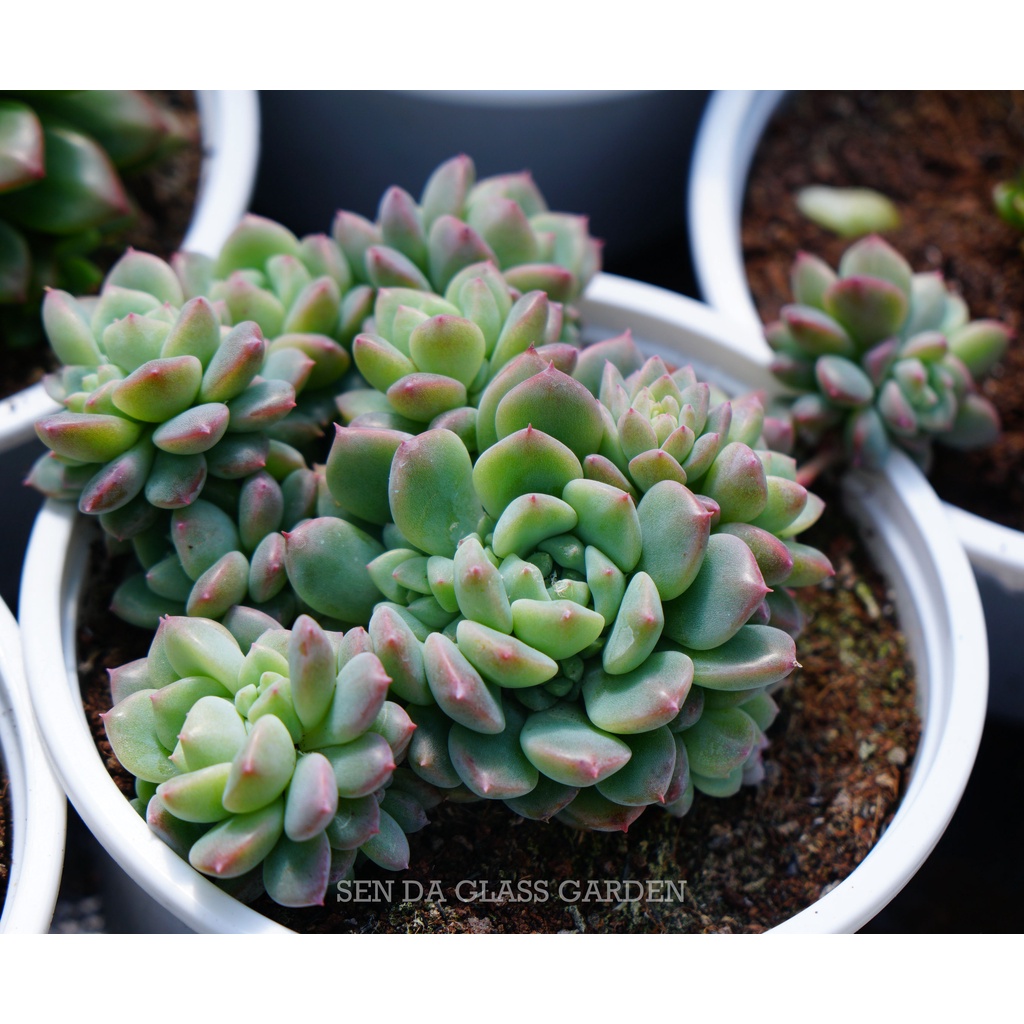 Sen Đá Dù Hồng Đà Lạt chậu lớn nhiều đầu 12cm GLASS GARDEN, Thuần Khí Hậu Đà lạt, Lỗi 1 đổi 1