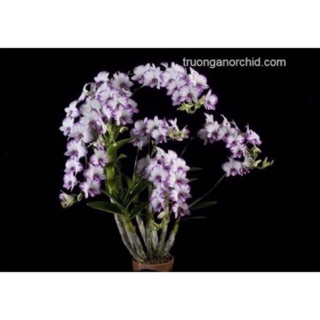 Hoa lan chớp enobi( chớp sữa) chậu phi 12 cây trưởng thành