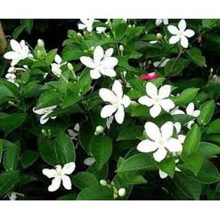 BẦU CÂY GIỐNG MAI VẠN PHÚC( CÂY MAI TIỂU THƯ)