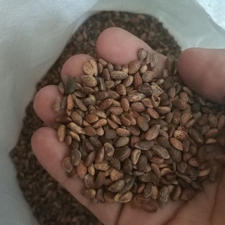 Hạt giống cây tùng la hán ( Gói 10 Hạt Tặng Gói Kích Thích Hạt Nảy Mầm ) - STHG2