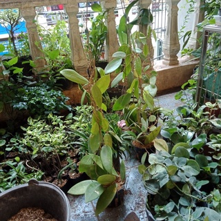Chậu cây cẩm cù rừng