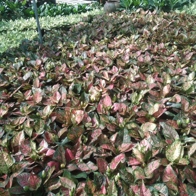 Cây Vạn lôc