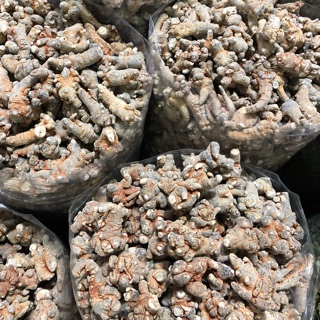 Củ Tam thất khô thuốc Bắc
