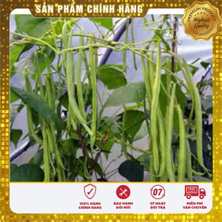 Hạt Giống Đậu Cove Leo (50gr)