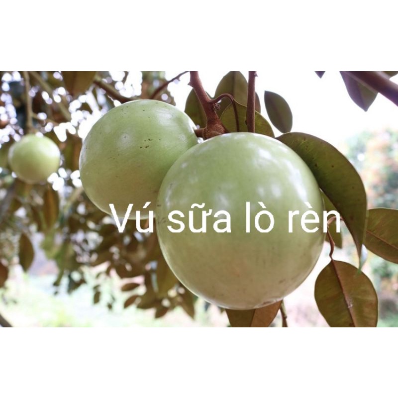 CÂY VÚ SỮA LÒ RÈN