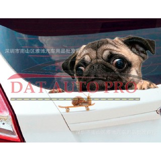 Tem Dán xe oto chó pug siêu dễ thương.