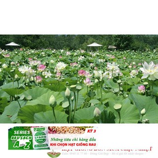 3d 10H - HẠT GIỐNG SEN TA( SEN HỒNG VN)