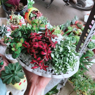 Chậu cây cẩm nhung (cây may mắn)