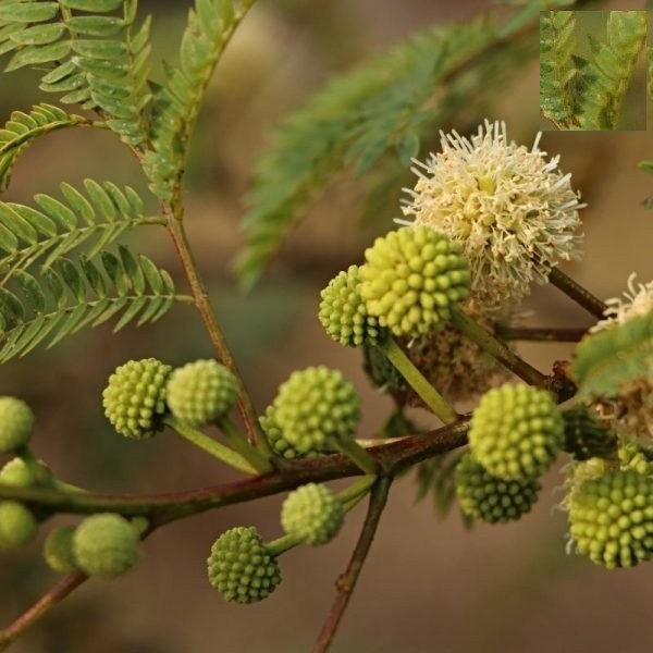 HẠT CÂY KEO DẬU CÂY BÌNH LINH - GÓI 10 GRAM