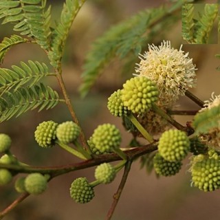 HẠT CÂY KEO DẬU - GÓI 10 GRAM