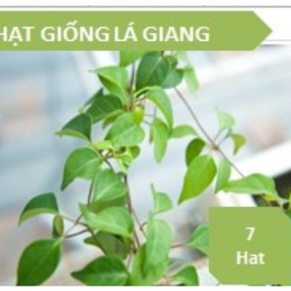 Hạt giống cây Lá giang - Gói lớn nhiều hạt - Tặng gói kích nảy mầm