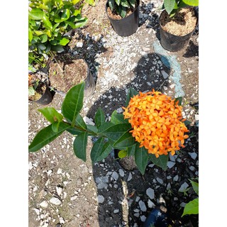 Trang ...Mẫu đơn  Mỹ  Cam