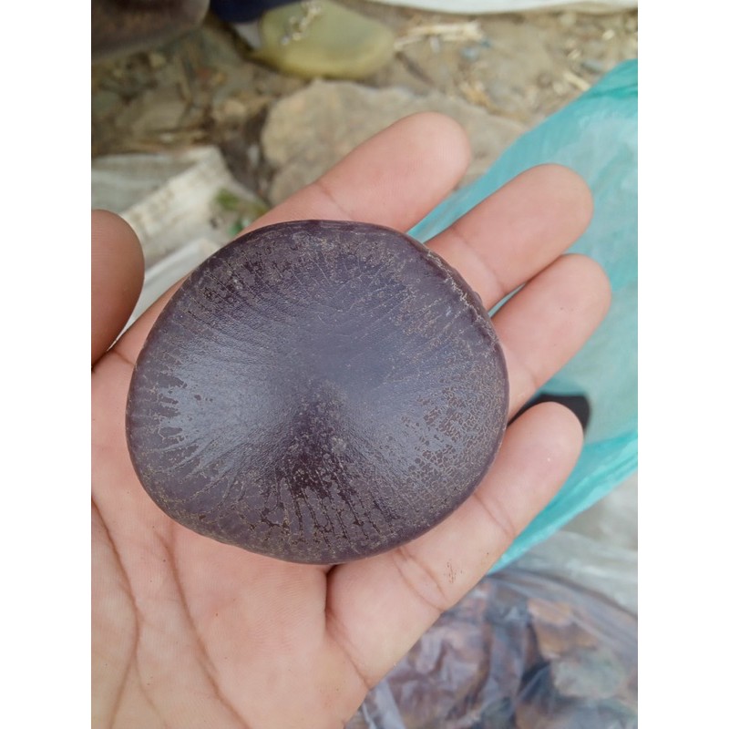 Đậu Dẹt (Trái tràm rừng) ( 10kaaa một trái )