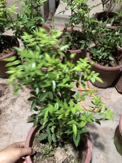 Hoa Hồng Xanh