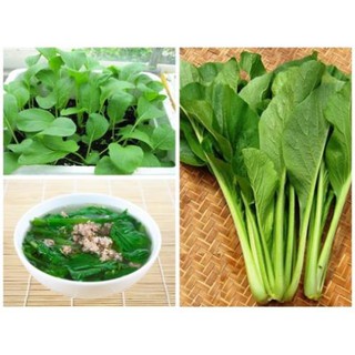 Hạt giống rau cải ngọt