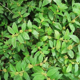 1kg cỏ sữa tươi