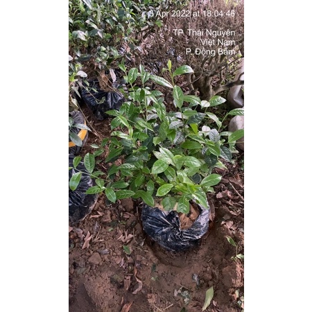 Cây Trà xanh  Thái Nguyên