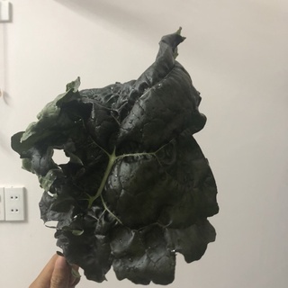 [Hạt giống Mỹ] - Cải Kale Tím