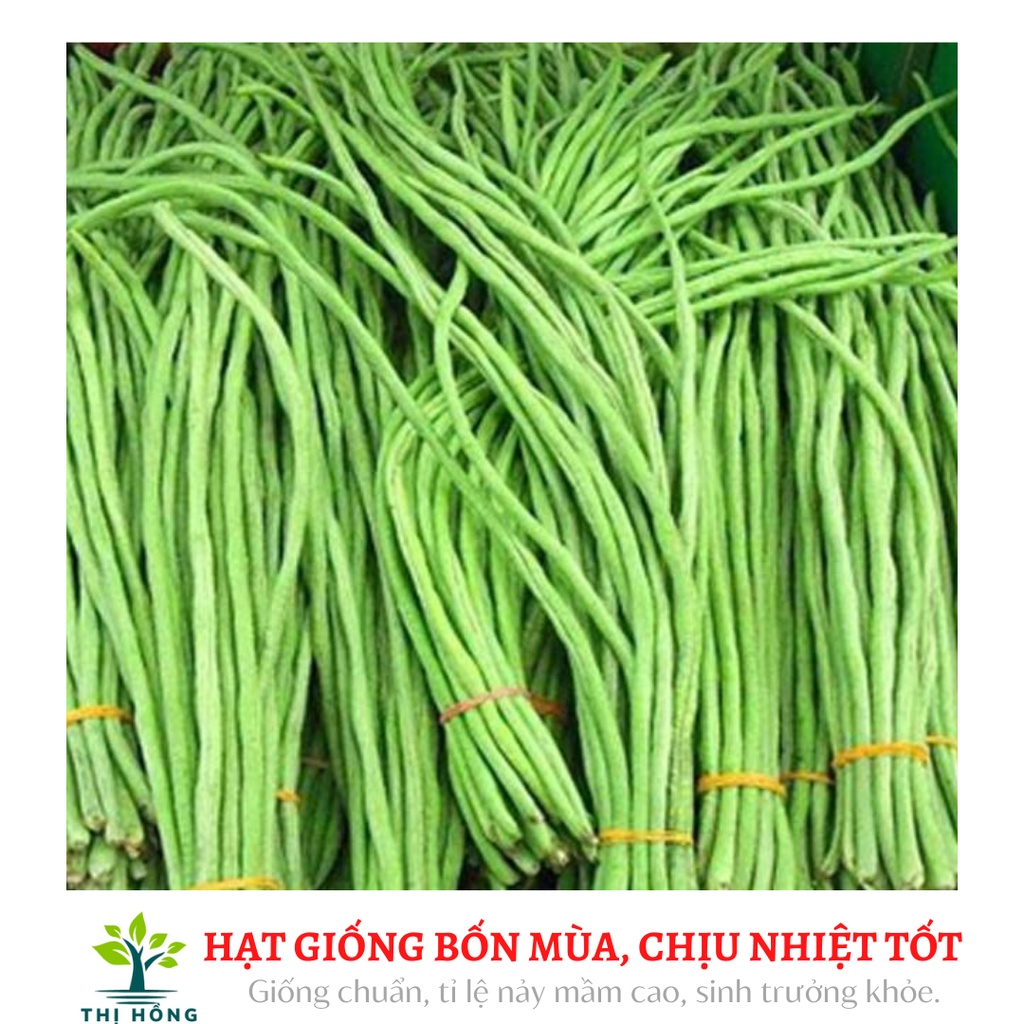 Hạt giống đậu đũa cao sản 10g (quả tròn, hạt lép, thân leo)