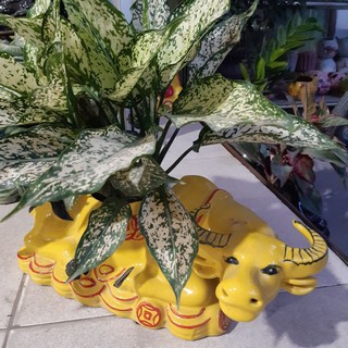 (Sale)Chậu cây bằng sứ hình chú trâu ngộ nghĩnh