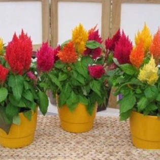 Hạt Giống Hoa Mào Gà Lửa (gói 200 hạt, tặng phân)