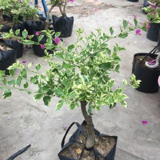 Cây bông giấy cẩm  thạch
