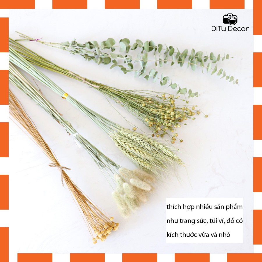 Bó hoa cỏ khô chụp ảnh, cỏ đuôi thỏ, hoa lúa mạch.. các loại hoa khô theo bó để decor chụp hình, trang trí - Ditu Decor
