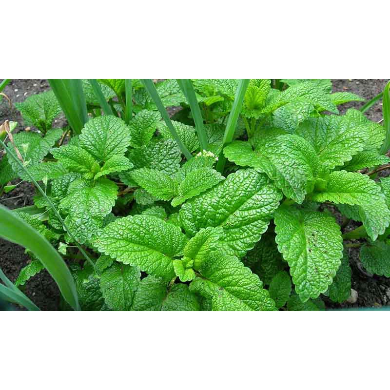 ( húng chanh ) Hạt Giống Tía Tô Đất Bạc Hà Chanh 100 Hạt