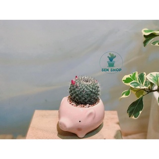 Chậu hình thú chất liệu gốm sứ .