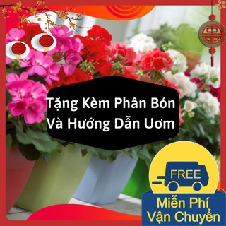 Hạt Giống Hoa Phong Lữ Thảo Mix