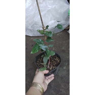 Cây Tiêu Lốp, Tiêu Lốt